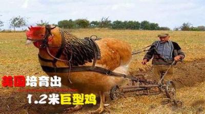 美国巨型鸡，身高达1.2米的“家禽之王”，真不是人假扮的吗？
