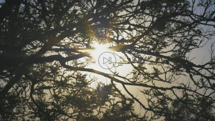 阳光透过被风吹动的树枝[4K免费商用]