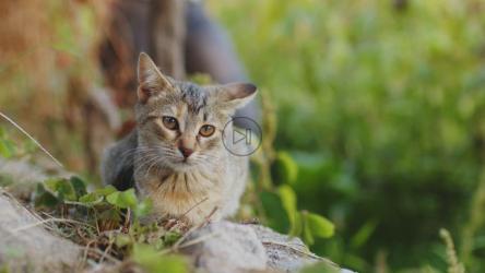 猫在田里平静地休息[]