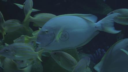 泰国一家动物园里的黄鳍唐、蓝条纹Snapper和巴拉蒙迪鳕鱼[]