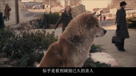 温情片解说《忠犬八公》感动150万人的电影！看一次哭一次！