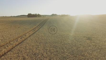 阳光照耀着麦田[4K]