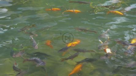 大池塘里的鲤鱼[]