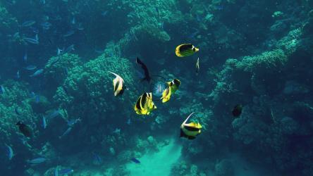 红海的珊瑚礁与摩尔偶像鱼游泳[]