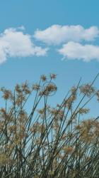 杂草在微风中摇曳[免费商用竖屏]