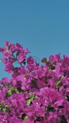 粉红色的花朵在微风中摇曳[免费商用竖屏]