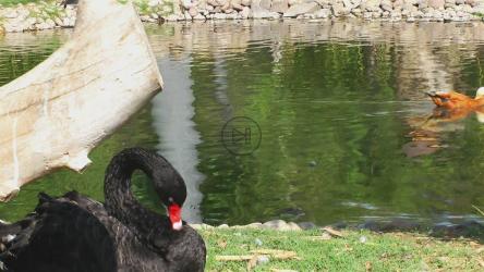 动物园湖中的鸭子[]