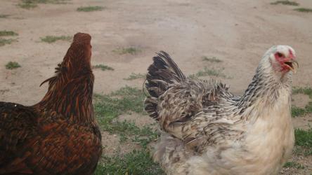 两只公鸡平静地穿过农场[]