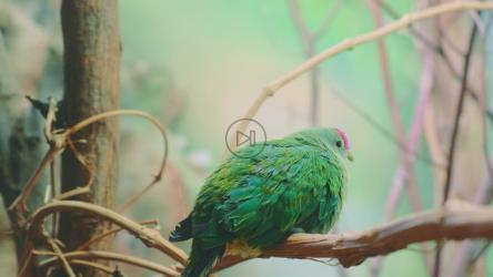 奇异的亮绿色鸟在树上休息[]