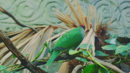 栖息在动物园树枝上的本地绿鹦鹉[]