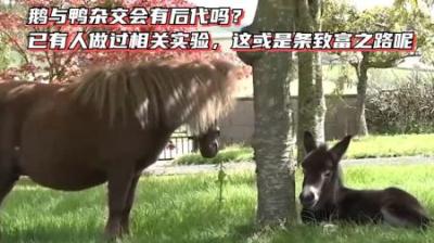 鹅和鸭杂交会有后代吗？已有人做过实验，或是一条致富之路？