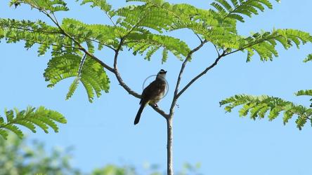 球茎在树上摇曳[]