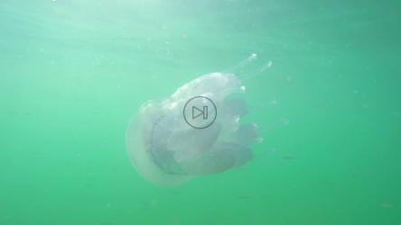 水母在海里游泳[]