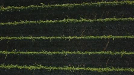 无人机在葡萄园上空缓慢移动[]