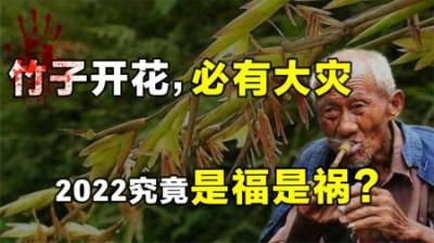 “竹子开花，马上搬家”，竹子开花难道真是“大灾变”的前兆？