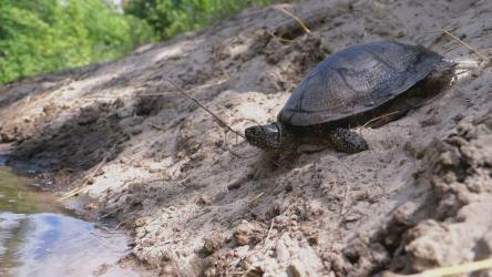 乌龟掉进河里[]