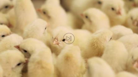 毛茸茸的黄色小鸡挤在一起[]