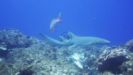 小鲨鱼游泳[免费商用]