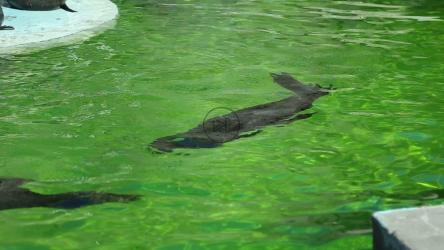 海狮在碧水的池塘里游泳[]