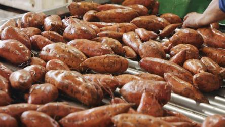 Farmer'；她洗红薯的时候手在拿红薯[]