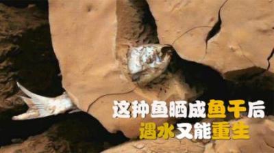 非洲最牛的鱼，离开水4年晒成鱼干，雨季来临后又重生，太顽强了