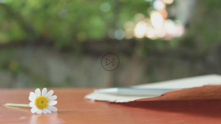 在雏菊旁边的床单上写一封信[]