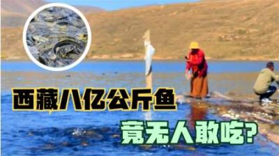 西藏羊湖清澈无比，却孕育多达8亿公斤的鱼，当地人为何不敢吃？