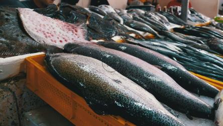 市场上的鲜鱼品种[]