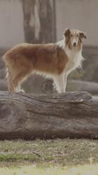 站在木头上的狗[免费商用竖屏]