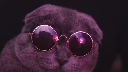 可爱的灰色猫与深色眼镜跳舞[]