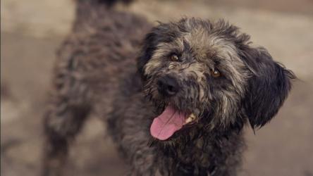 又饿又渴的流浪狗[]