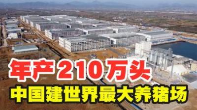 中国第一大养猪场，年产猪210万头，究竟是如何做到的？