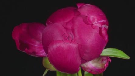 走近一朵盛开的粉红色花朵[4K]