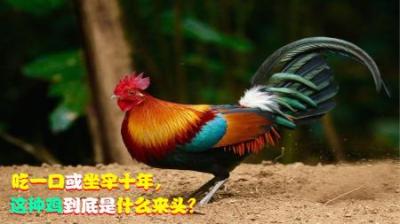 这种外形的鸡，吃一口或坐牢十年，它到底是什么来头？