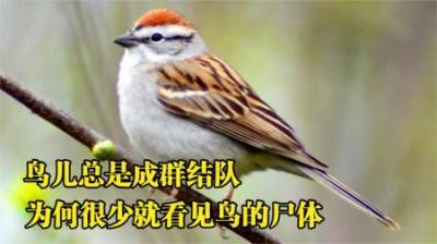 麻雀总成群结队的出现，却很少看到过它们的尸体？它的寿命很长？