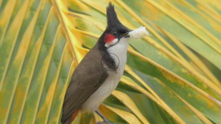 吃面包的野鸟[4K]