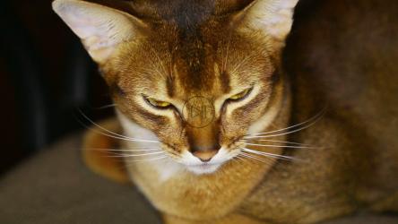 闭上黄色眼睛的猫[]