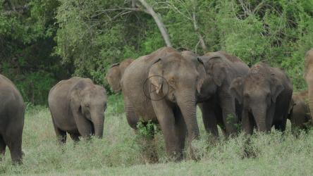 一群在野外吃草的大象[4K]