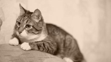 猫在沙发上打盹[]