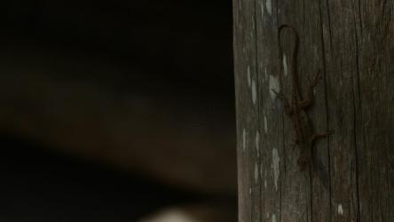 栖息在原木上的蜥蜴[4K]