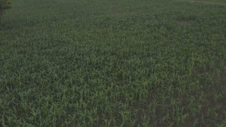 雨后的非洲玉米地[4K]