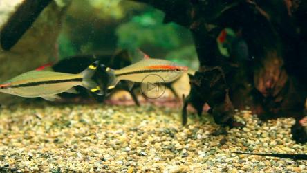 水族馆里的Denison Barbs和象鱼[]