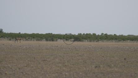 猎豹在一群角马上狩猎[4K]