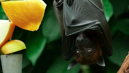 蝙蝠在树上休息[]