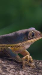 多色青蛙闭上眼睛，特写镜头[免费商用竖屏]