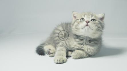 瞌睡小猫在镜头后面看玩具[]