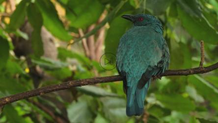 美丽的热带鸟类栖息在树枝上[]