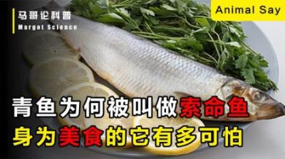 青鱼最大能长到多大？味美肉鲜的它，为何被称为“索命鱼”？
