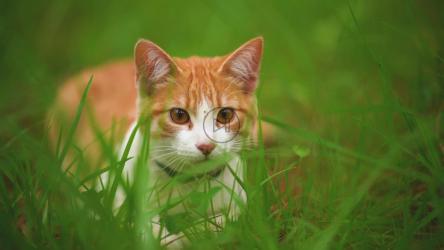 白猫躺在草丛中[免费商用]