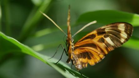 美丽的蝴蝶站在树叶上[4K]